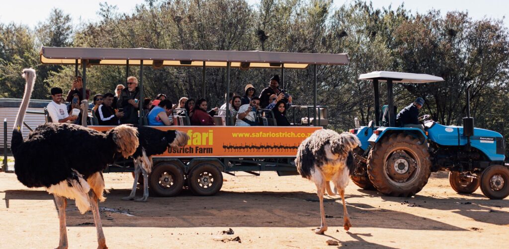 Safari Ostrich Show Farm