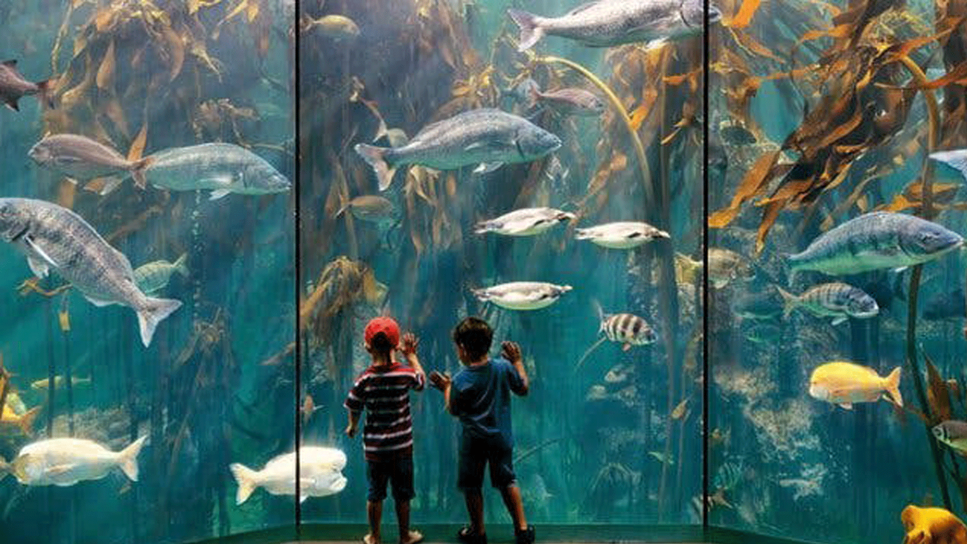Two Oceans Aquarium