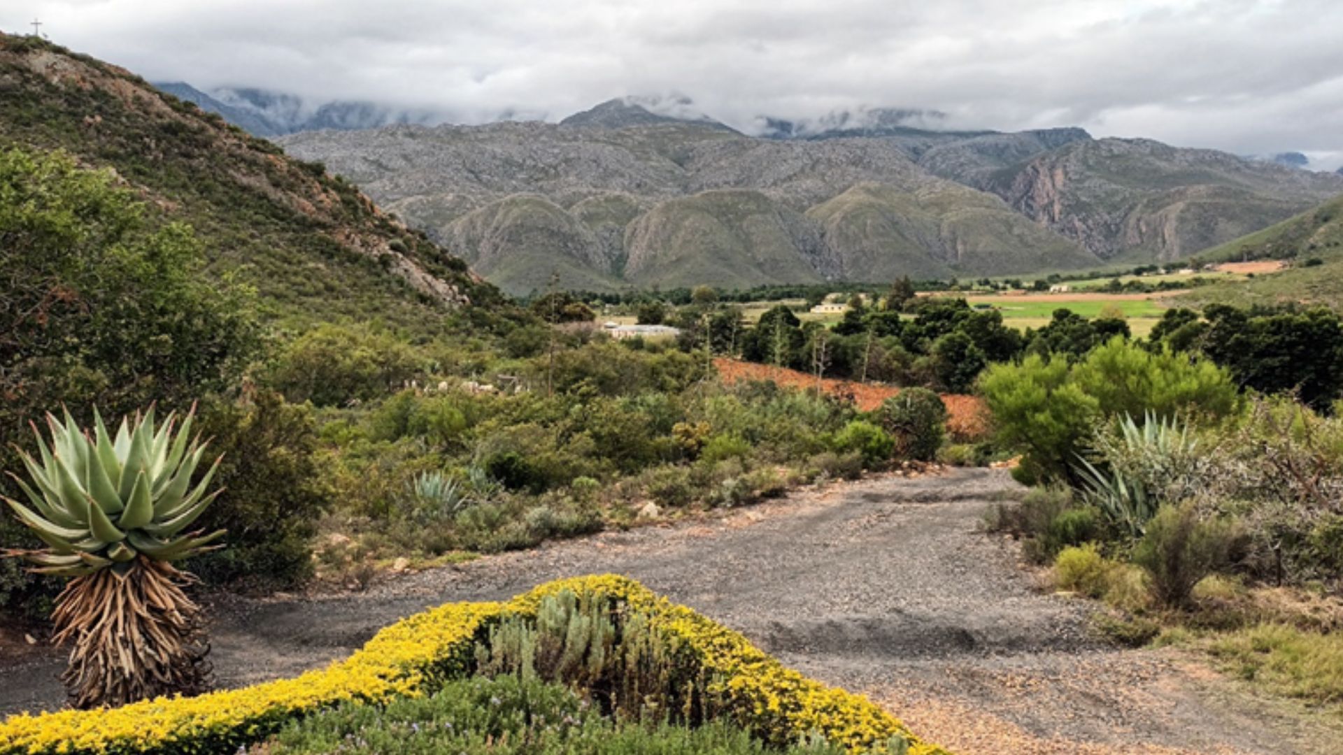Ladismith