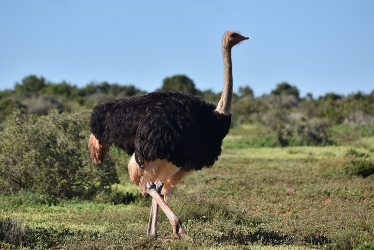Ostrich walking through open grassland