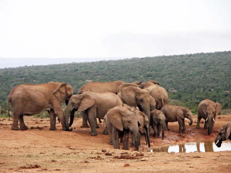 Elephant herd gathered at a waterhole in Addo Elephant National Park
