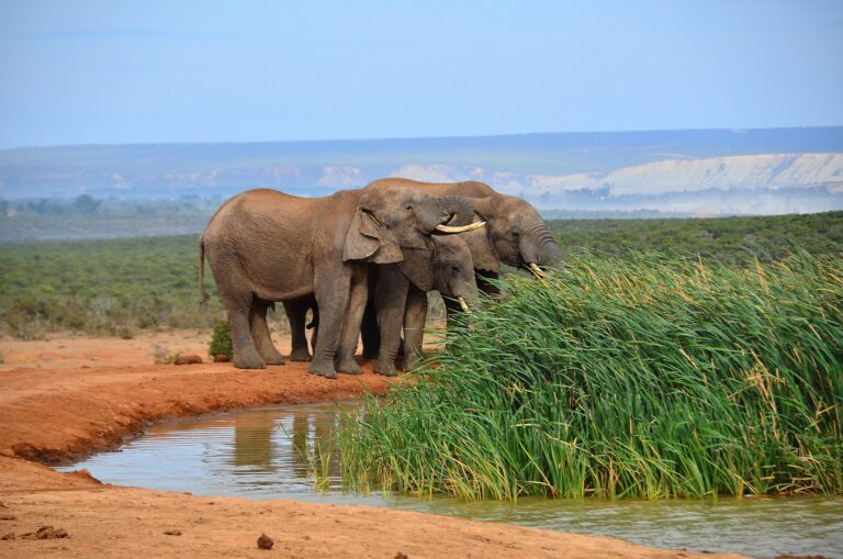 Addo destination image
