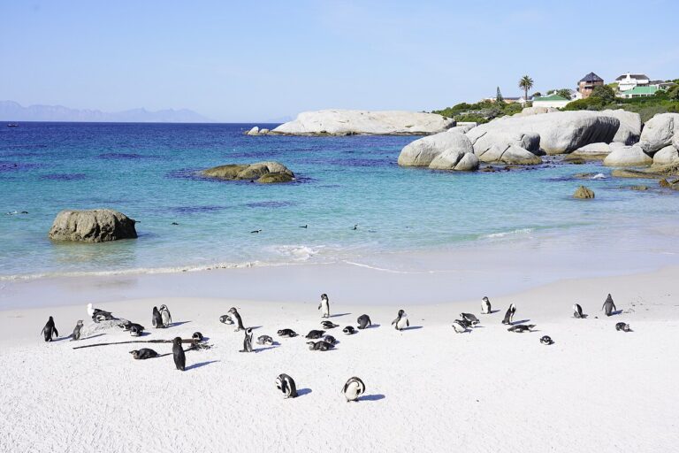 Penguin colony beside clear water and granite boulders