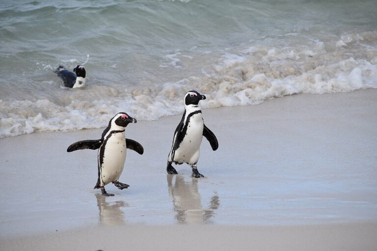 Two African penguins standing at the water’s edge