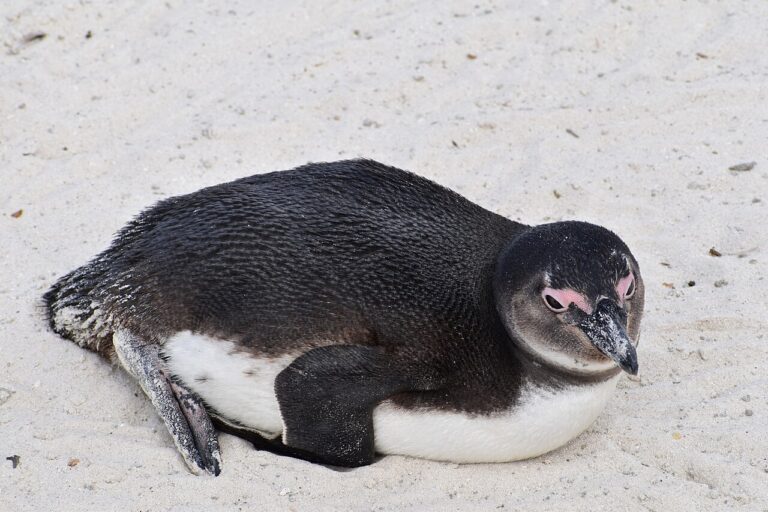 African penguin resting on pale sand