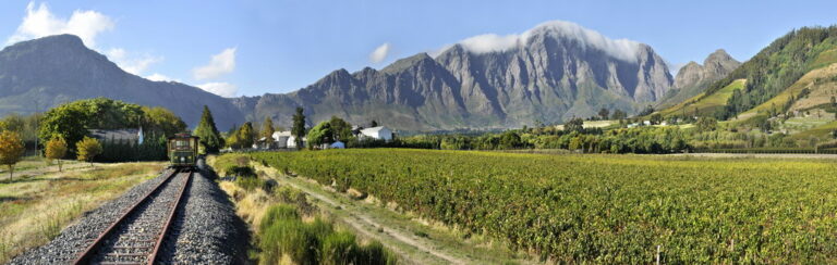 Straight tram tracks running between vineyard rows towards mountains