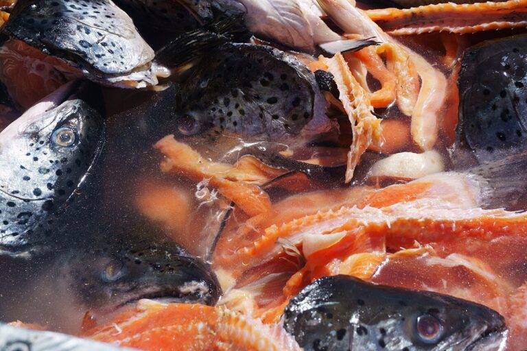 Fish bait and cut fish prepared for a marine excursion