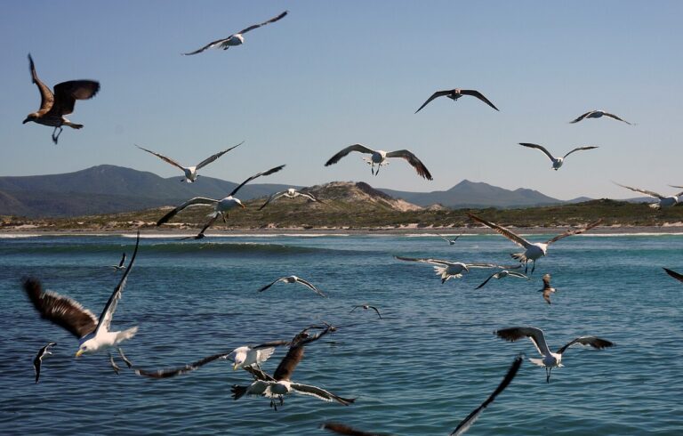 Seabirds flying and floating beside an excursion boat