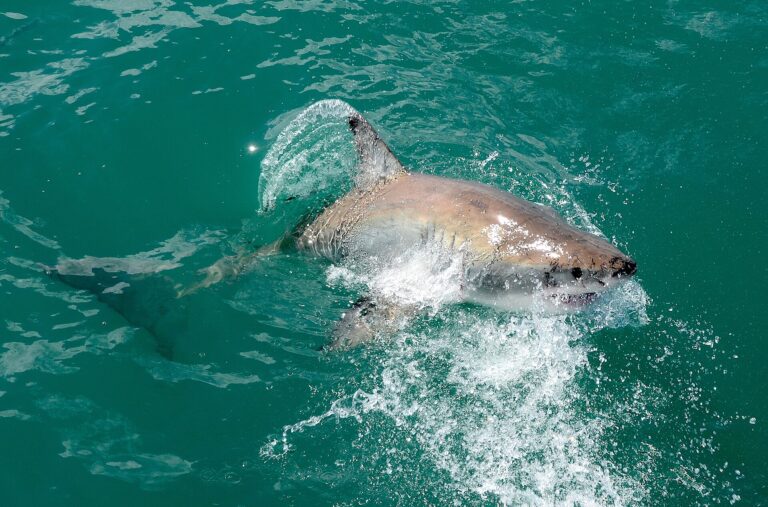 Gansbaai destination image