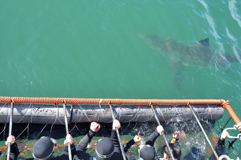 Shark visible beneath green water beside a viewing cage