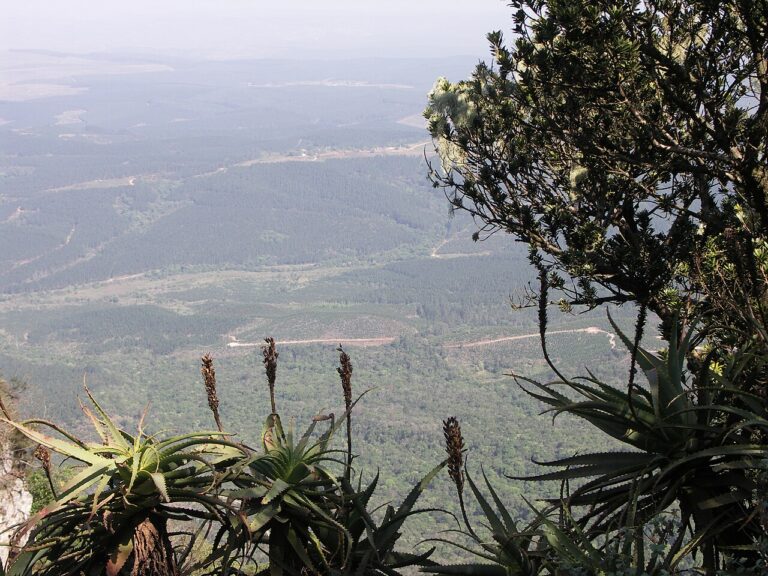 Lowveld landscape viewed through vegetation at God’s Window