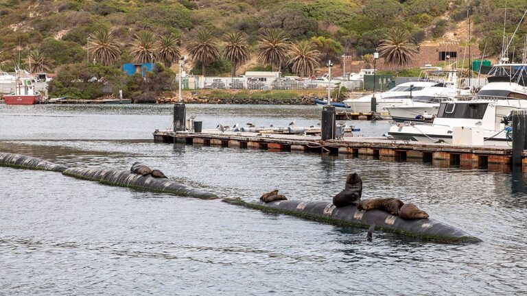Seals resting beside a jetty in Hout Bay Harbour