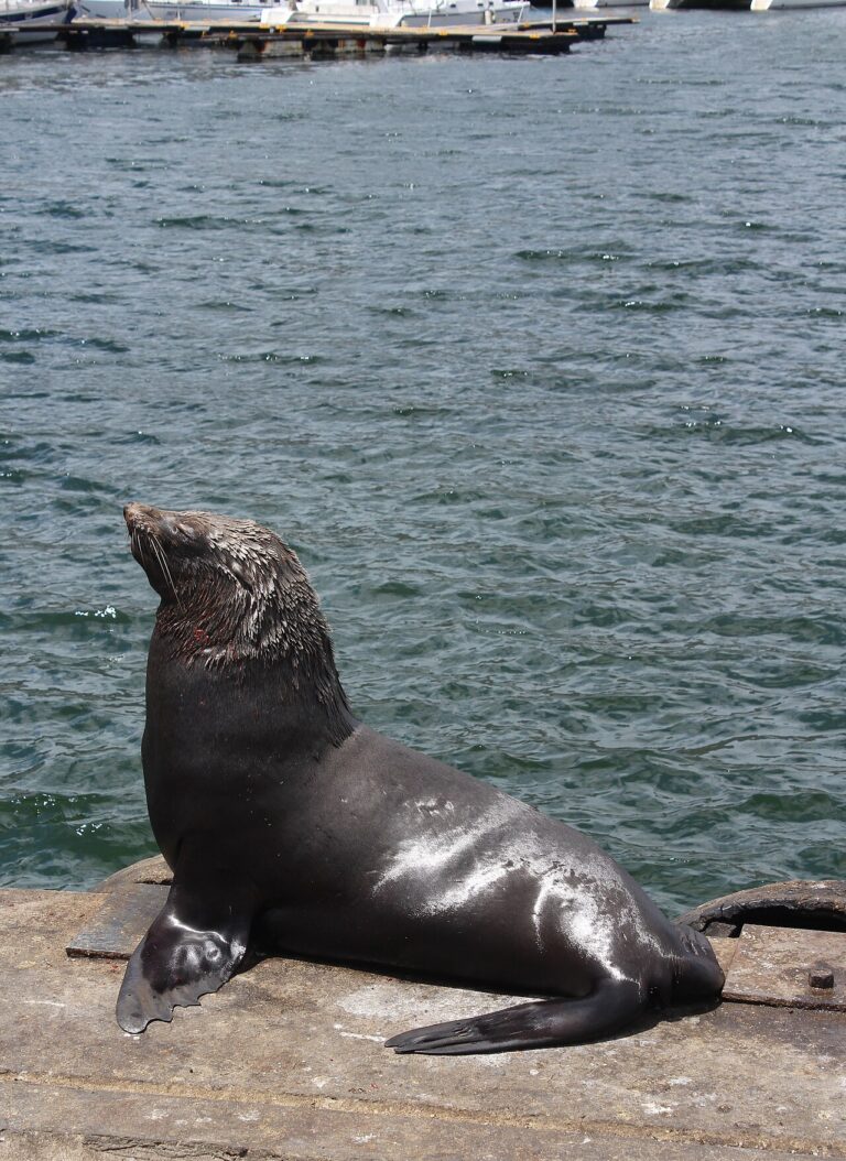 Seal sitting on a harbour ledge beside the water