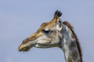 Kruger National Park