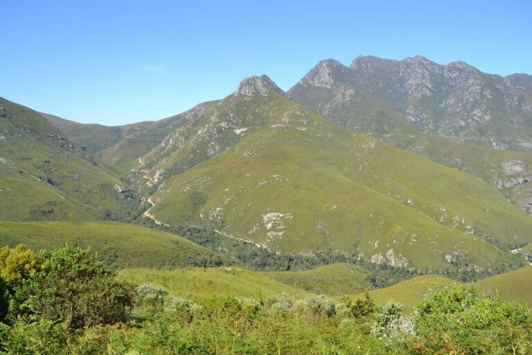 Montagu