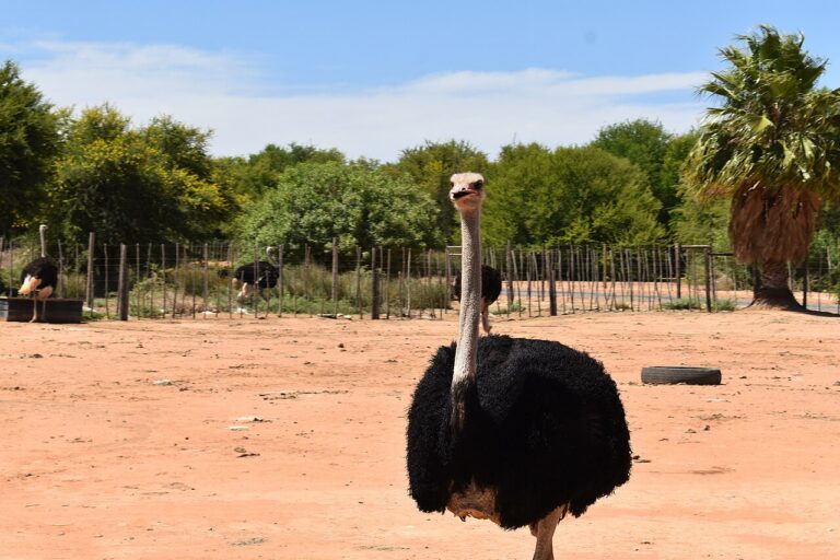 Black-feathered ostrich standing on sandy ground