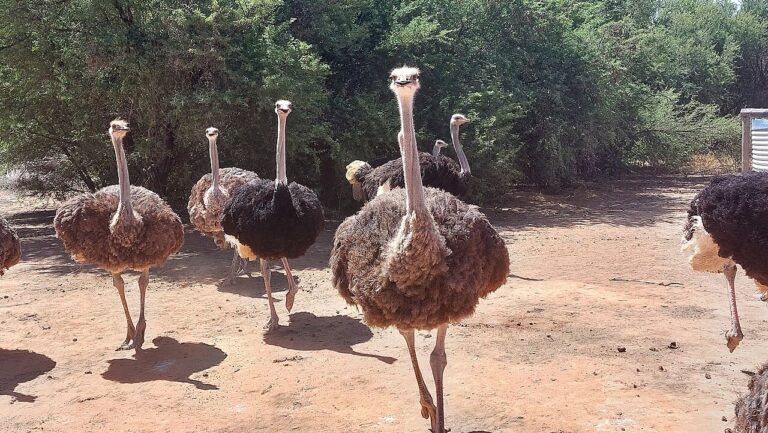Group of ostriches standing together in a farm enclosure