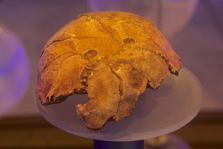 Fossil skull fragment displayed in a museum exhibit