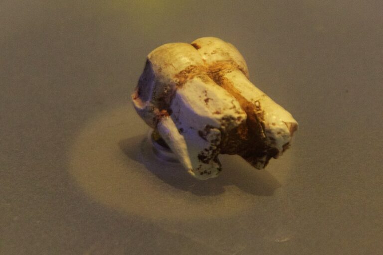Fossil jaw fragment displayed under museum lighting