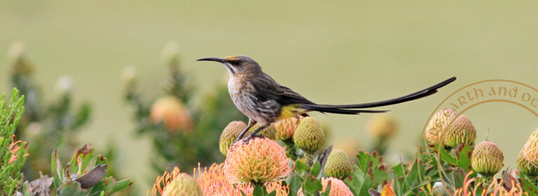 Long-tailed bird perched among flowering plants