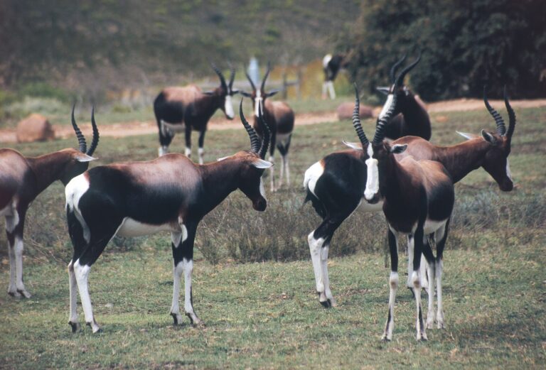 Swellendam