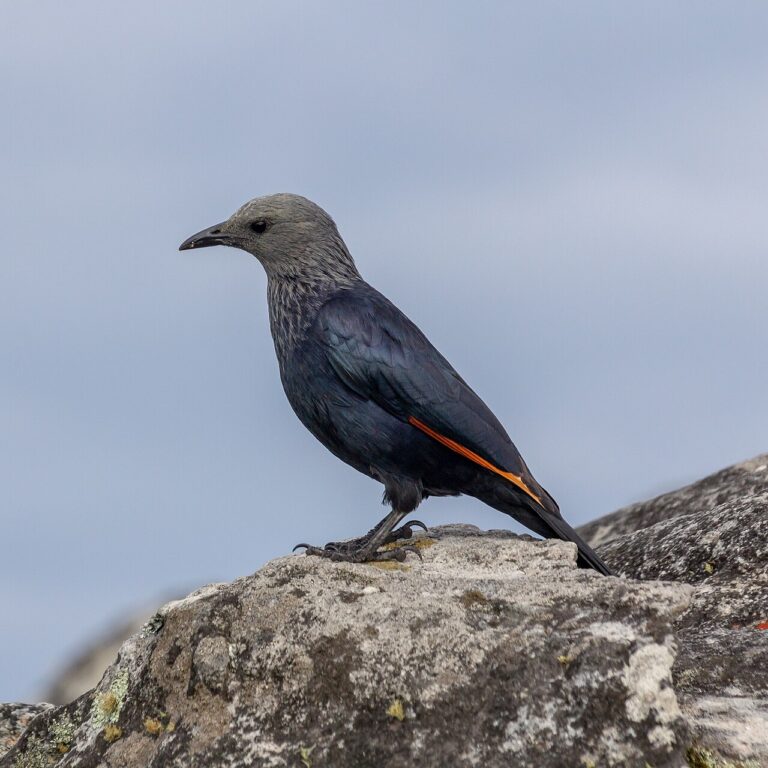 Bird perched on a lichen-covered rock on Table Mountain