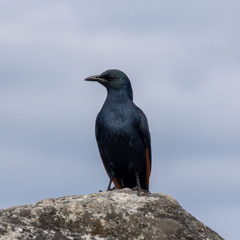 Dark-feathered bird perched on a mountain rock