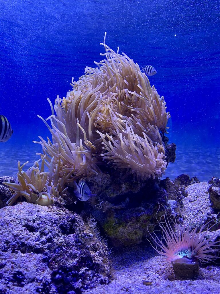 Sea anemones attached to rocks in a blue-lit aquarium tank