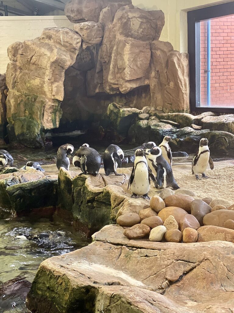 Penguins gathered around an indoor rocky pool