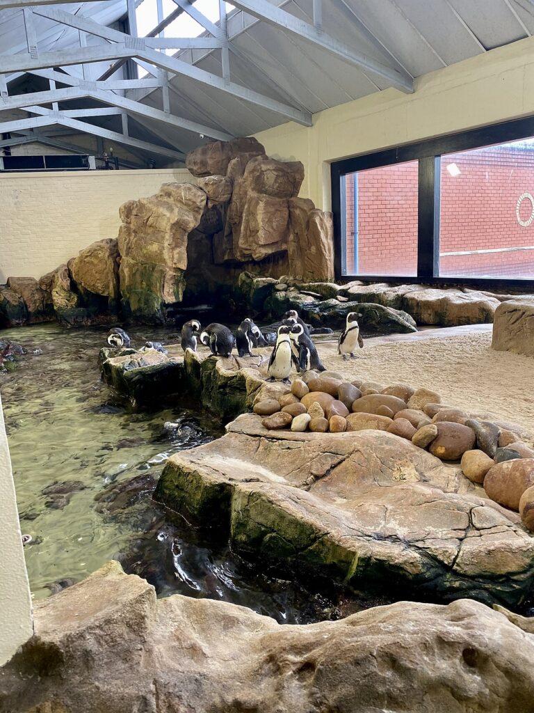 Penguin enclosure with rocky banks and a pool inside the aquarium