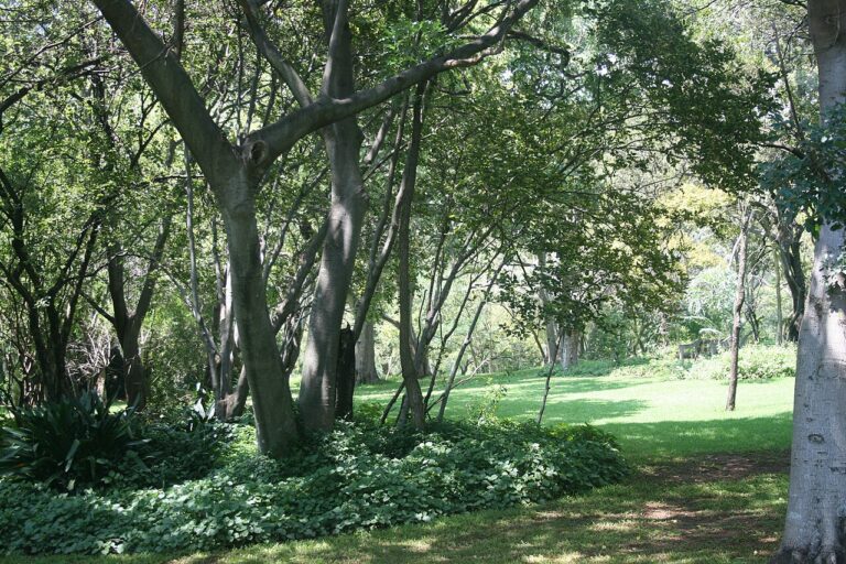 Shaded woodland path in Walter Sisulu National Botanical Garden